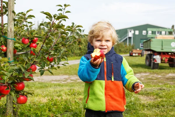 Little toddler boy of two years picking red apples in an orchard — Stock Photo, Image