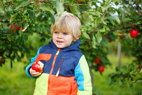 Little toddler boy of two years picking red apples in an orchard — Stock Photo, Image