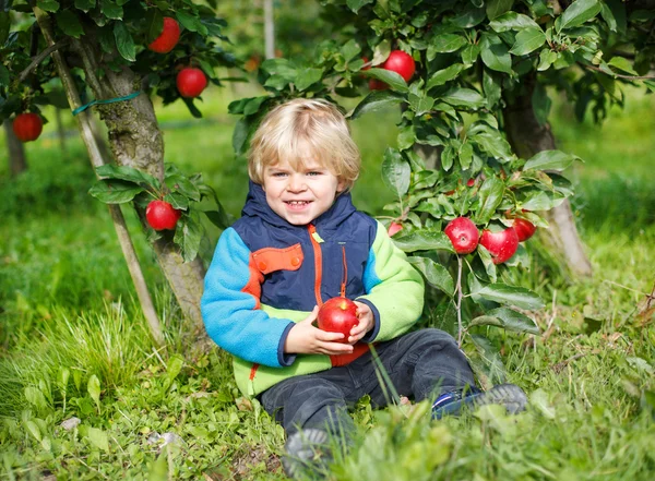 Lilla barn pojke på två år plocka röda äpplen i en fruktträdgård — Stockfoto