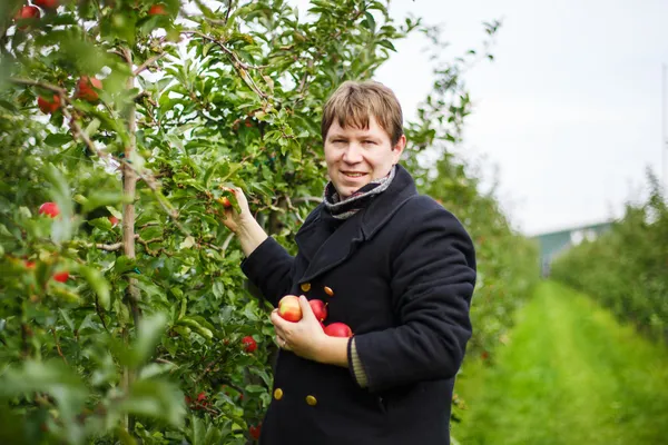 Junger Mann pflückt rote Äpfel in einem Obstgarten — Stockfoto