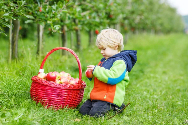 Pequeño niño de dos años recogiendo manzanas rojas en un huerto — Foto de Stock