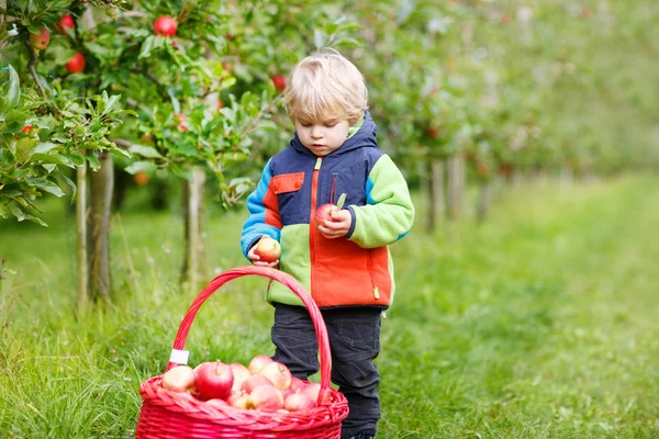 Piccolo bambino di due anni che raccoglie mele rosse in un frutteto — Foto Stock