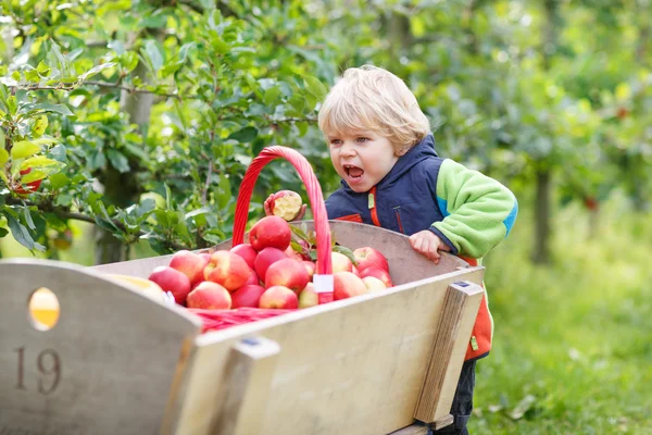 Toddler chłopiec dwóch lat, zbierając czerwone jabłka w sadzie — Zdjęcie stockowe