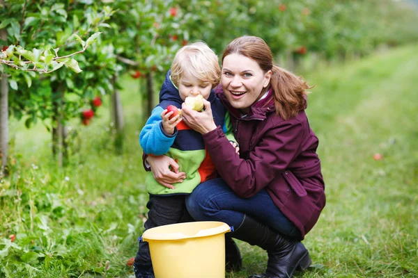 Pequeño niño de dos años recogiendo manzanas rojas en un huerto —  Fotos de Stock