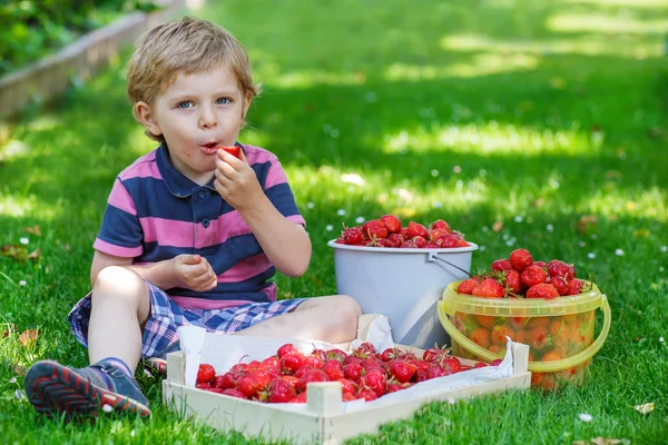 Happy little toddler boy in summer garden with buckets of ripe s — Stock Photo, Image