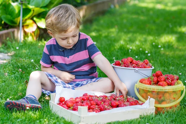 Happy little toddler boy in summer garden with buckets of ripe s — Stock Photo, Image