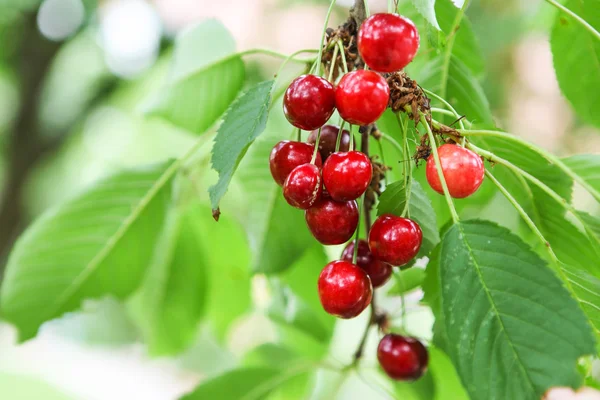 Vackra körsbär frukter hängande på en gren på orchard — Stockfoto