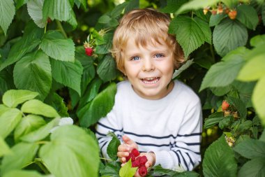 mutlu küçük yürümeye başlayan çocuk üzerinde almak strawberri toplama berry farm