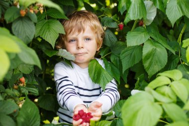 mutlu küçük yürümeye başlayan çocuk üzerinde almak strawberri toplama berry farm