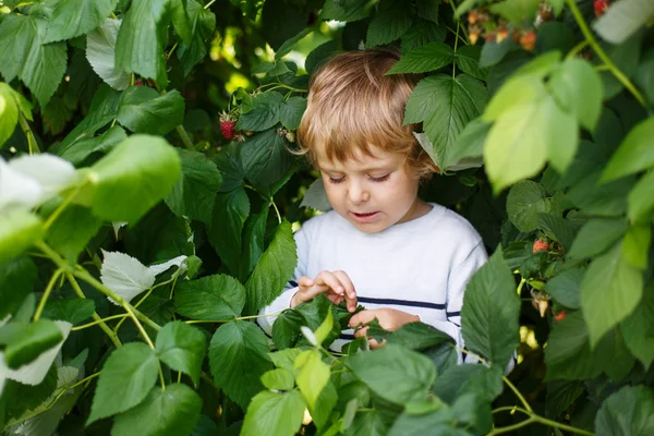 Menino pequeno feliz em escolher uma fazenda de baga escolhendo morango — Fotografia de Stock