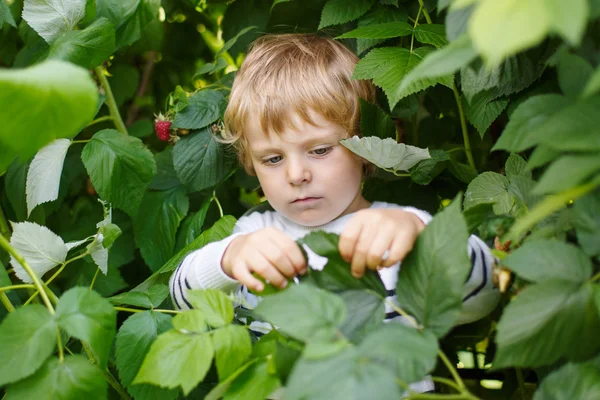 Menino pequeno feliz em escolher uma fazenda de baga escolhendo morango — Fotografia de Stock