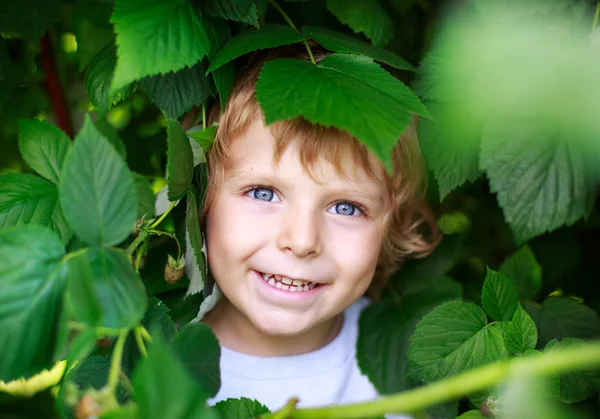 快乐的小男孩上有机自助挑选覆盆子农场 — 图库照片