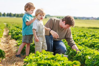 Baba ve iki küçük kardeş çocukları organik çilek çiftlik