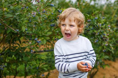 3 yaşındaki çocuk organik berry sahasında yaban mersini toplama