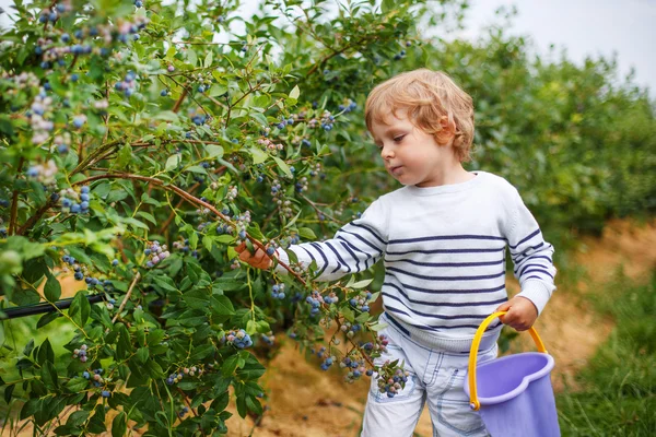 Kleiner Junge pflückt auf Bio-Selbstpflückfarm Blaubeeren — Stockfoto