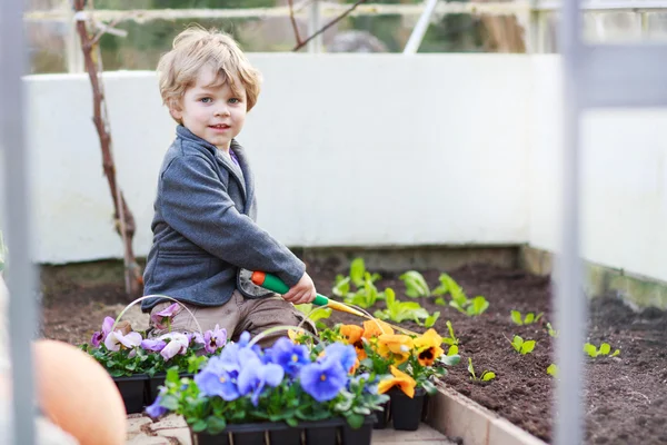 Liten pojke trädgårdsskötsel och plantera blommor i trädgården — Stockfoto