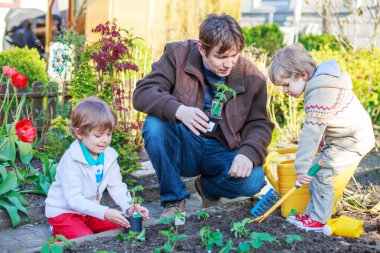 Two little boys and father planting seedlings in vegetable garde clipart