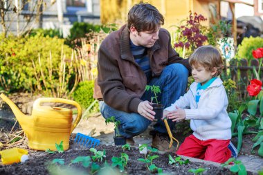 genç Baba ve küçük oğlu sebze fidesi dikme 