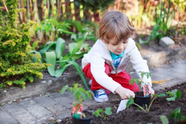 Adorable blond boy planting seeds and seedlings of tomatoes clipart