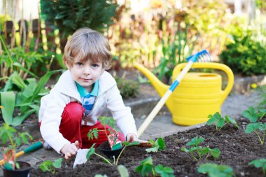 Adorable blond boy planting seeds and seedlings of tomatoes clipart