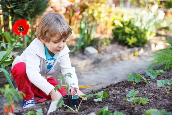 Adorable blond boy planting seeds and seedlings of tomatoes — Stock Photo, Image
