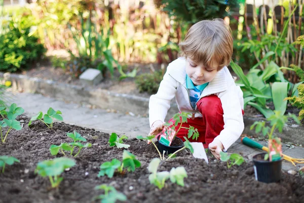 Schattige blonde jongen aanplant van zaden en zaailingen van tomaten — Stockfoto