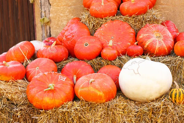 Diferentes tipos de calabazas en parche de granja —  Fotos de Stock