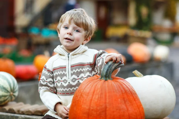 Little boy sitting on pumpkin patch — Stock Photo, Image