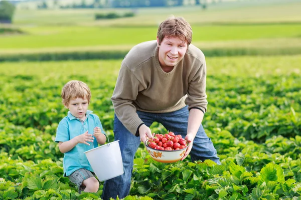 Pai e menino de 3 anos na fazenda de morango orgânico em s — Fotografia de Stock
