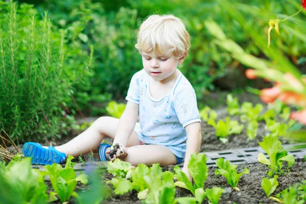 Happy little blond boy picking salad in a garden. — Stock Photo, Image