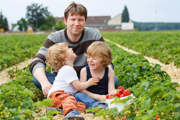 Vader en twee kleine jongens op biologische aardbei boerderij — Stockfoto