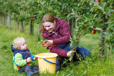 young mother and adorable little toddler boy picking organic app clipart