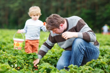Baba ve küçük organik çilek çiftlik