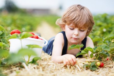 malzeme çekme ve berry çiftliğinde topladıklarıçilekleri küçük çocuk