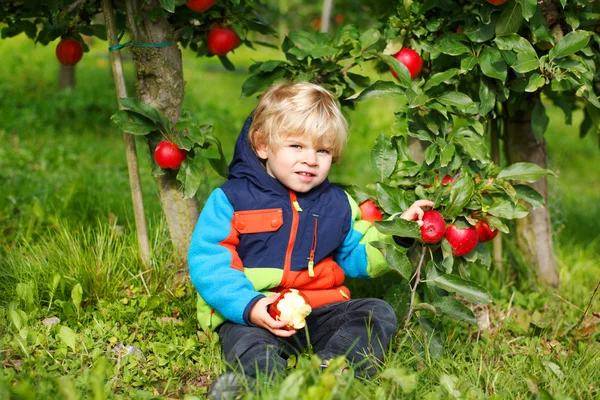Adorable toddler boy picking and eating red apples in an orchard — Stock Photo, Image
