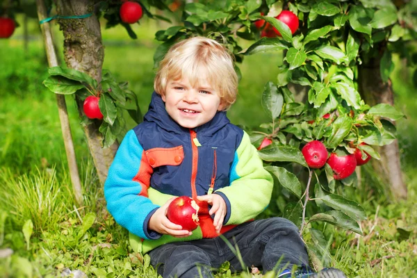 Bedårande barn pojke plocka och äta röda äpplen i en fruktträdgård — Stockfoto