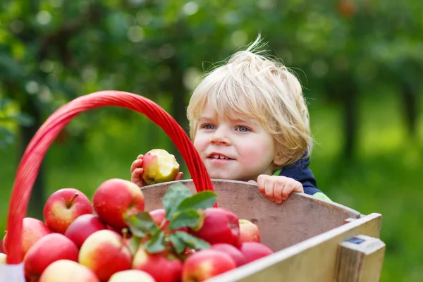 Happy blond toddler with wooden trolley full of organic red appl — Stock Photo, Image