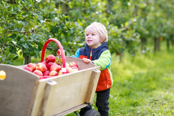 Happy blond toddler with wooden trolley full of organic red appl — Stock Photo, Image