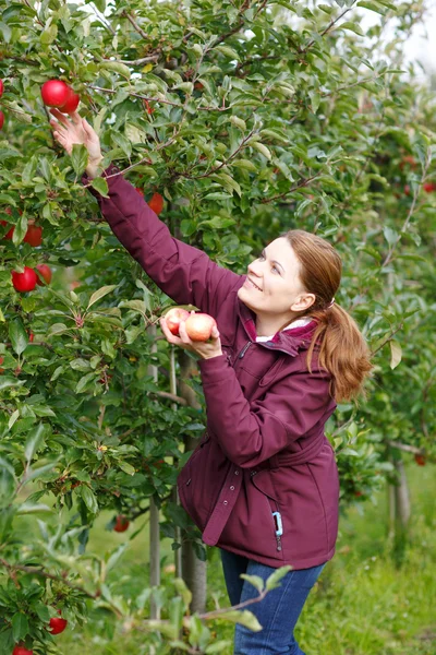 Jeune femme cueillant des pommes rouges dans un verger — Photo