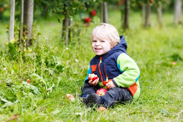 Søte småbarnsgutt som plukker og spiser røde epler i en frukthage – stockfoto