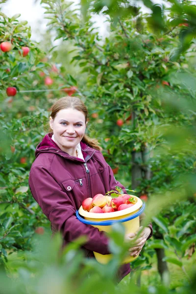 Молодая женщина собирает красные яблоки в саду — стоковое фото