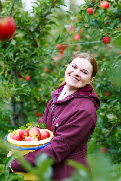 Mujer joven recogiendo manzanas rojas en un huerto — Foto de Stock