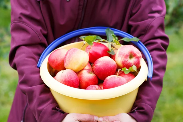 Secchio giallo con mele mature rosse da frutteto  . — Foto Stock