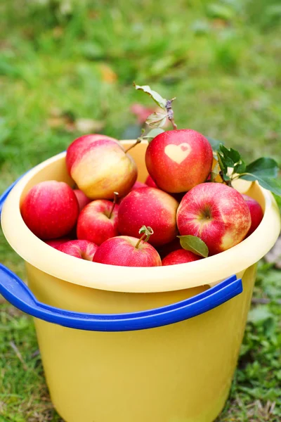 Cubo amarillo con manzanas rojas maduras de huerto  . —  Fotos de Stock