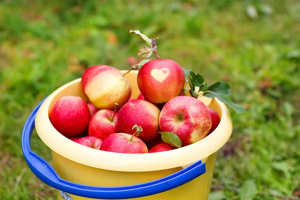Cubo amarillo con manzanas rojas maduras de huerto  . —  Fotos de Stock