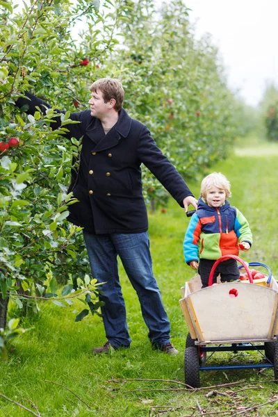 Unga far och bedårande lilla barn pojke plocka ekologiska app — Stockfoto