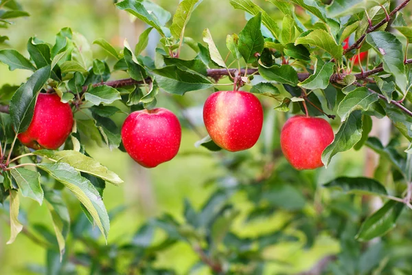 Czerwony dojrzałe jabłka na drzewie w sadzie. — Zdjęcie stockowe