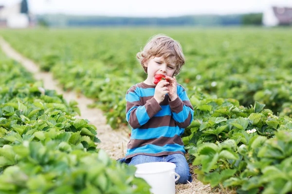 Menino colhendo e comendo morangos na fazenda de baga — Fotografia de Stock