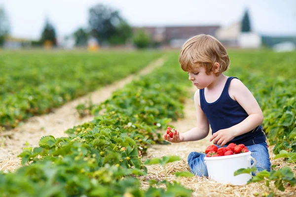 Niño recogiendo y comiendo fresas en la granja de bayas — Foto de Stock