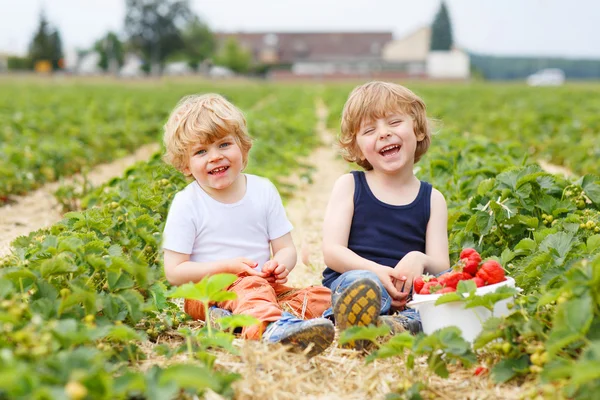 Dois meninos irmãos se divertindo na fazenda de morango — Fotografia de Stock